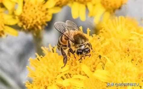 蜜蜂 風水|【蜜蜂到家裡築巢】蜜蜂到家裡築巢：徵兆、吉凶禍福。